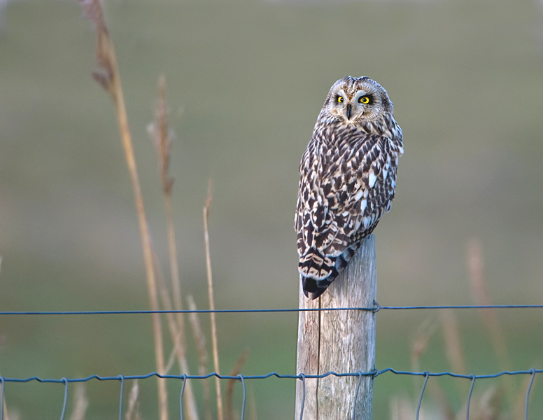 de velduil in zeeland.jpg